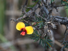 Dillwynia ramosissima