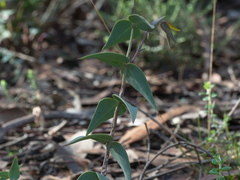 Veronica perfoliata