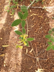 Rhynchosia reticulata