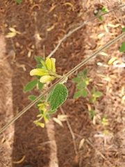 Rhynchosia reticulata