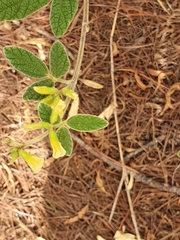 Rhynchosia reticulata