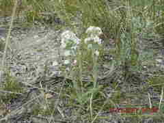 Cryptantha clandestina