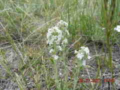 Cryptantha clandestina