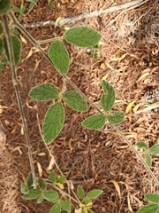 Rhynchosia reticulata