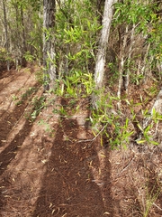 Rhynchosia reticulata