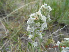 Cryptantha clandestina