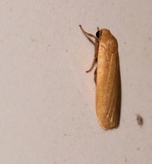 Danielithosia immaculata