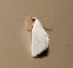Patissa