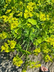 Euphorbia esula