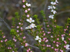 Cyanothamnus anemonifolius anemonifolius
