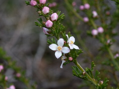 Cyanothamnus anemonifolius anemonifolius