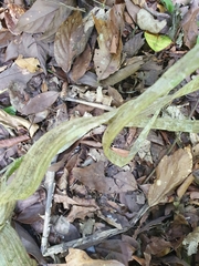 Rhynchosia phaseoloides