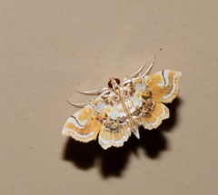 Musotima suffusalis