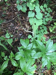 Pinellia pedatisecta