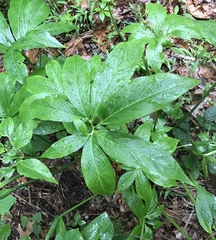 Pinellia pedatisecta