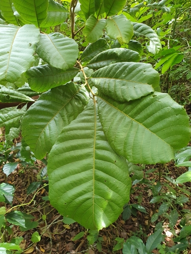 wild ackee (Cupania americana)