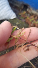 Epilobium billardiereanum cinereum