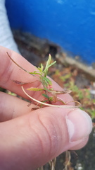 Epilobium billardiereanum cinereum