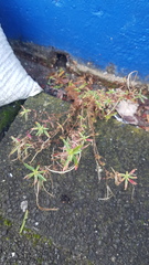 Epilobium billardiereanum cinereum