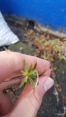 Epilobium billardiereanum cinereum