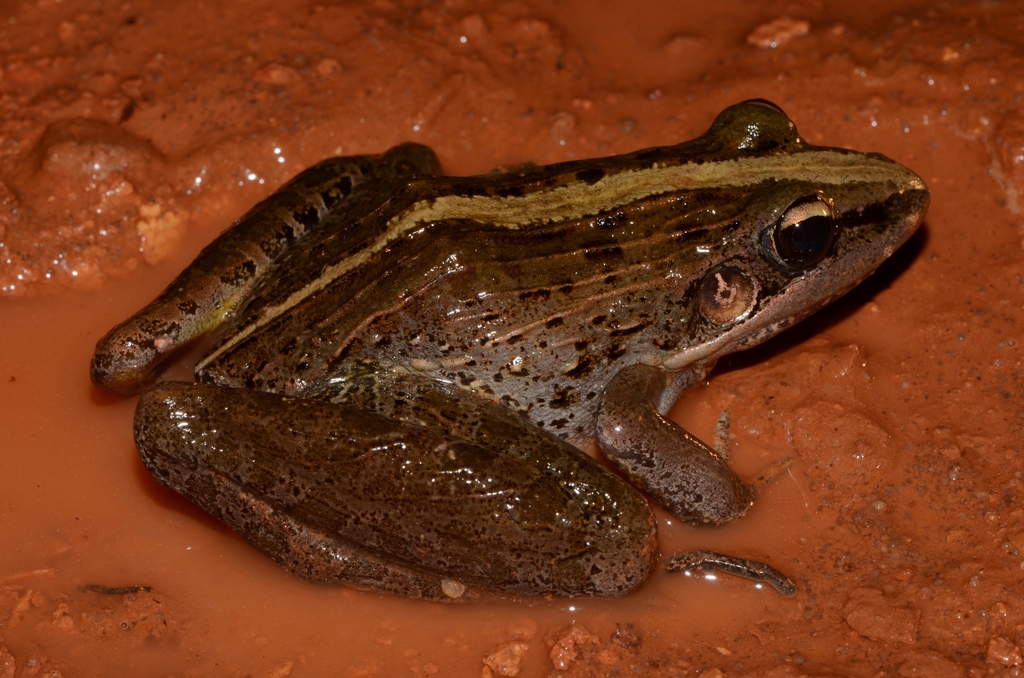 Perret's Grassland Frog