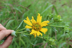 Silphium radula