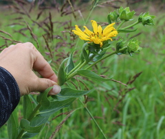 Silphium radula