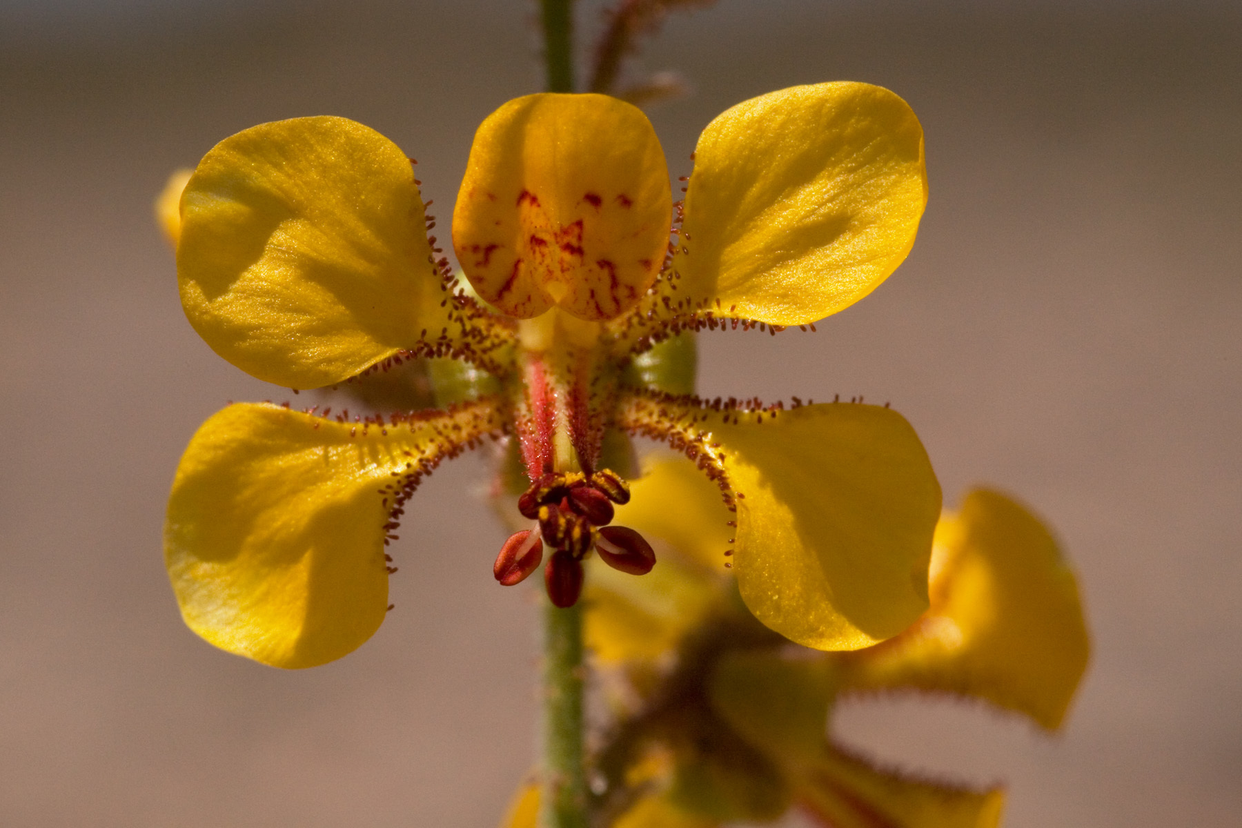 Hoffmannseggia glauca