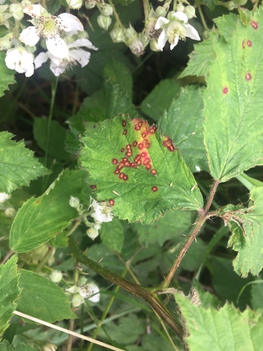 Rubus rust