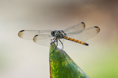 Lathrecista asiatica asiatica