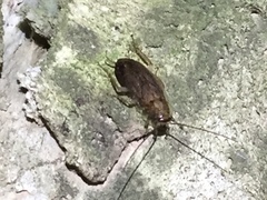 Parellipsidion latipenne