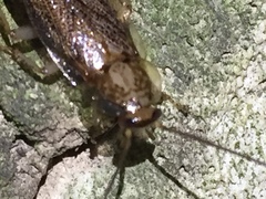 Parellipsidion latipenne