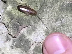 Parellipsidion latipenne