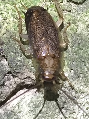 Parellipsidion latipenne