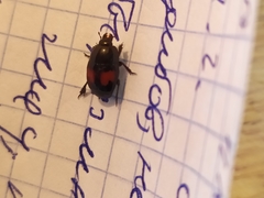 Margarinotus bipustulatus