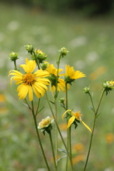 Silphium gracile