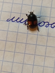 Margarinotus bipustulatus