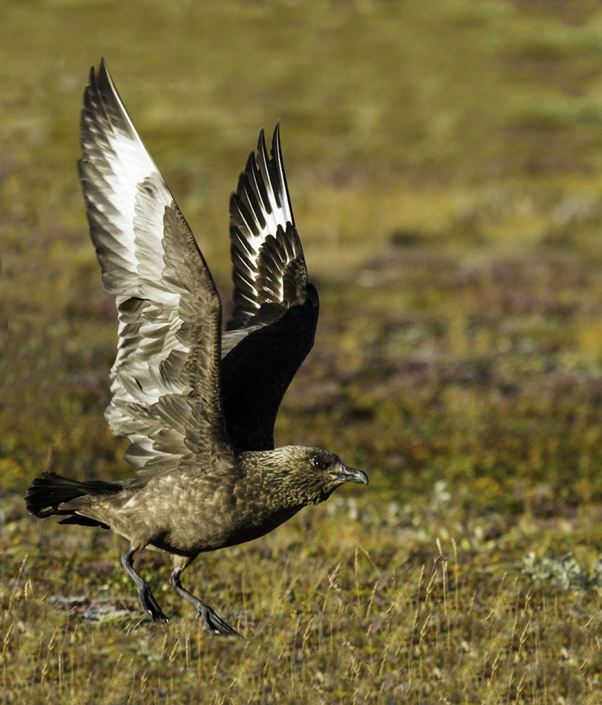 Skuas and Jaegers