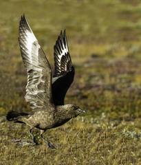 Great Skua photo 6