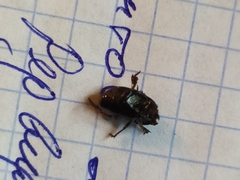 Margarinotus bipustulatus