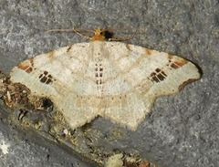 Macaria notata