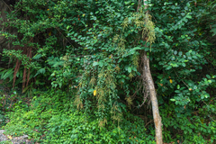 Deeringia amaranthoides