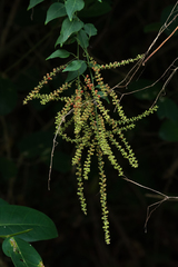 Deeringia amaranthoides