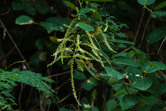 Deeringia amaranthoides