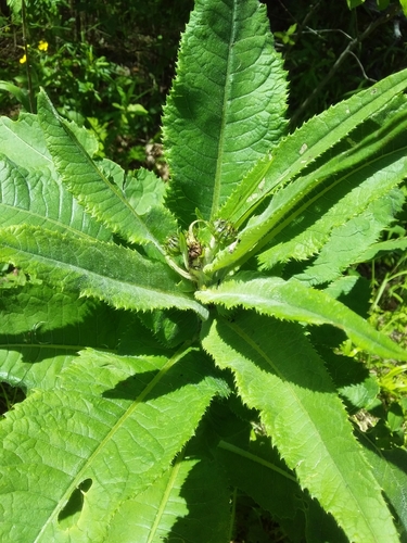 Cirsium helenioides