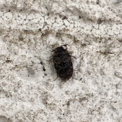 Trogoderma