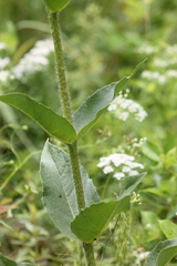 Silphium gracile