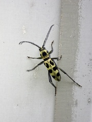 Chlorophorus herbstii