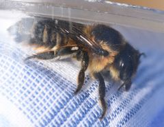 Megachile maritima