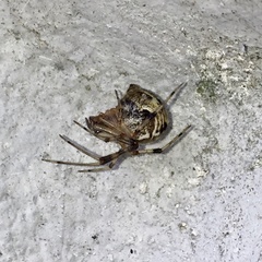 Parasteatoda tepidariorum